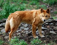 800px-canis_lupus_dingo_-_cleland_wildlife_park