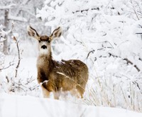 Snowstorm Deer