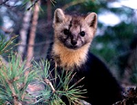 ecoreporter_ru_0